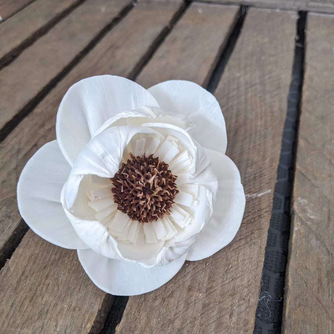 Oh! You're Lovely Sola Wood Flower Sets Charlotte⢠- Set Of 12 - 2.5 Inches