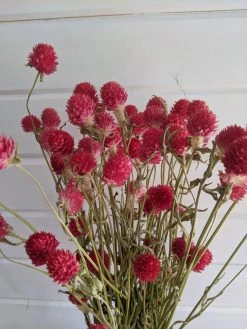 Oh! You're Lovely - Sola Wood Flowers Globe Amaranth - Red - Dried- 4oz Greenery And Filler