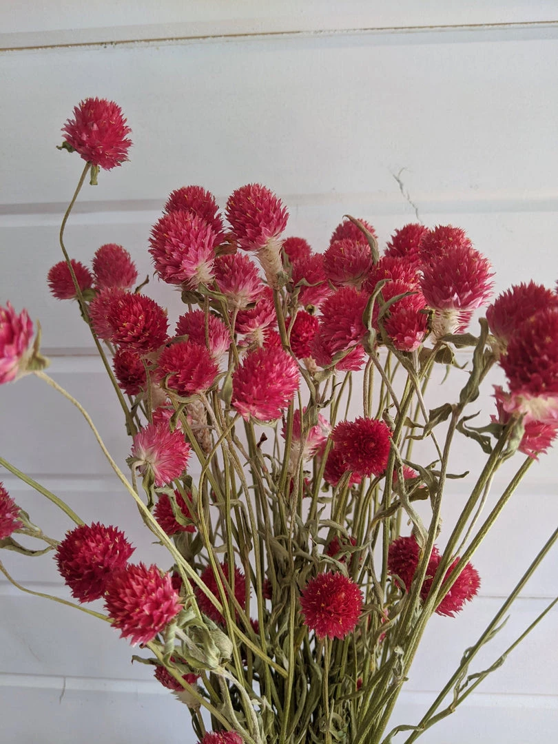 Oh! You're Lovely - Sola Wood Flowers Globe Amaranth - Red - Dried- 4oz Greenery And Filler