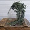 Oh! You're Lovely - Sola Wood Flowers Italian Ruscus Hanging Artificial Greenery - 34 Inches Greenery And Filler