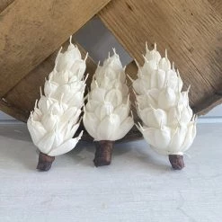 Oh! You're Lovely - Sola Wood Flowers Zingiber ™ - Set Of 3 - 4" Sola Wood Flower Sets