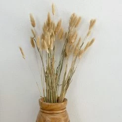 Oh! You're Lovely - Sola Wood Flowers Bunny Tails - Dried/Natural - 2 Oz