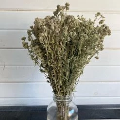 Oh! You're Lovely - Sola Wood Flowers Mountain Mint -Preserved Dried Filler Greenery And Filler