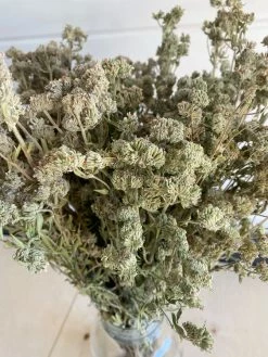 Oh! You're Lovely - Sola Wood Flowers Mountain Mint -Preserved Dried Filler Greenery And Filler