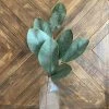 Oh! You're Lovely - Sola Wood Flowers Medium Magnolia Leaves | Artificial Greenery