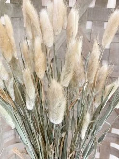 Oh! You're Lovely - Sola Wood Flowers Bunny Tails - Dried/Natural - 2 Oz