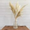 Oh! You're Lovely - Sola Wood Flowers Pampas Grass- Dried/Natural
