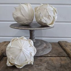 Oh! You're Lovely - Sola Wood Flowers Protea Flower