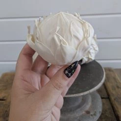 Oh! You're Lovely - Sola Wood Flowers Protea Flower