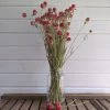 Oh! You're Lovely - Sola Wood Flowers Globe Amaranth - Red - Dried- 4oz Greenery And Filler