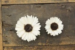 Oh! You're Lovely Sunflower - Set Of 12 - Multiple Sizes Available