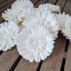 Oh! You're Lovely Sola Wood Flower Sets Wild Double Daisy™ - Set Of 12- 2.5 Inches
